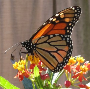 Monarch_Butterfly and Milkweed