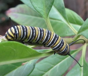 Monarch_caterpillar