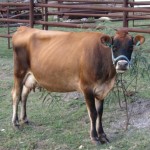 Healthy Way Dairy Jersey Cow
