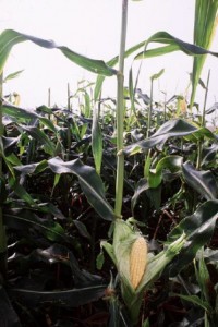 corn stalks