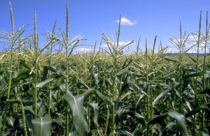 Corn Stalks