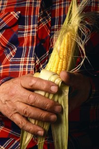 Farmer holding ear of corn