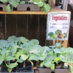 vegetable seedlings