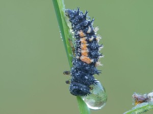 Ladybug larva