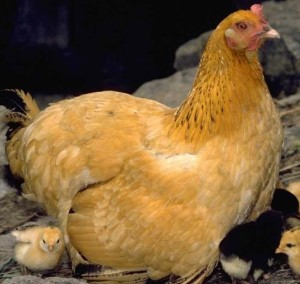 Chicken with chicks