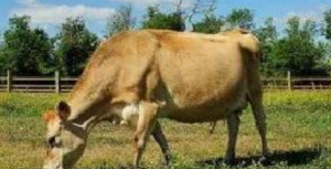 Jersey Cow at Pure Milk Farms