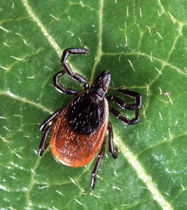 Adult deer tick