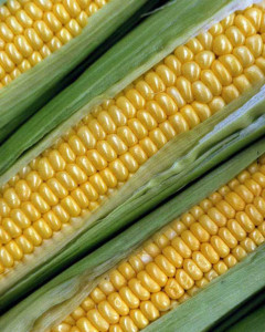 Diagonal ears of yellow corn