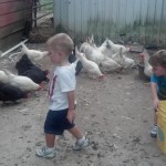 Nolan and Zach with chickens