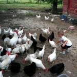 Nolan with chickens