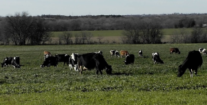 Mill-King dairy cows