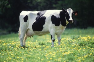 Dairy cow