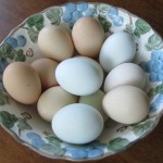Local yard eggs