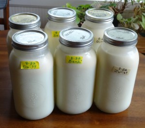 Milk from Healthyway Dairy