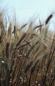 ripe wheat stalks