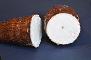 Manioc / cassava cross-section